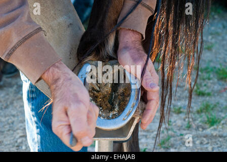 hoof removing farrier horseshoe horse blacksmith brentwood alamy appaloosa cleaning similar