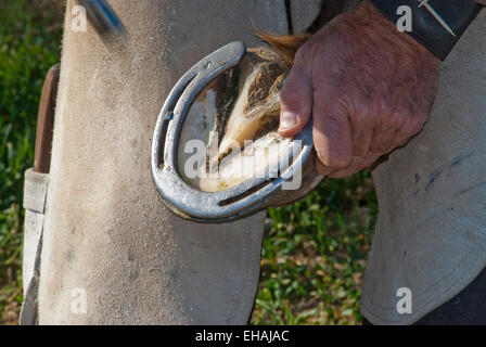 Farrier attaching a horseshoe to a horse's hoof Stock Photo