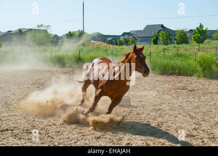 American quarter horse running Stock Photo