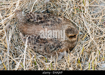 Hungarian (grey) partridge on nest in straw on edge of wheat field in central Idaho Stock Photo