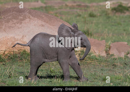 African bush elephant (Loxodonta africana) calf Stock Photo