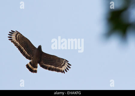Crested Serpent Eagle (Spilornis cheela) in flight from below Stock Photo