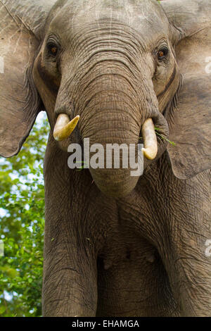 African bush elephant (Loxodonta africana) Stock Photo
