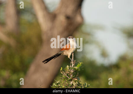 White-browed coucal (Centropus superciliosus) Stock Photo