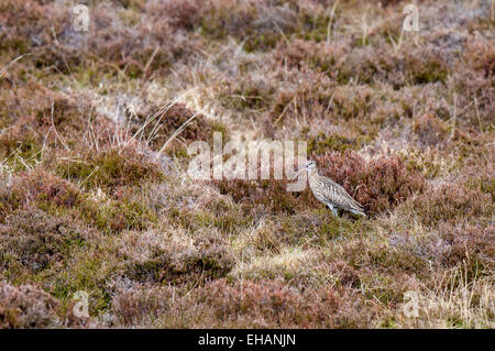 Curlew (Numenius arquata) adult standing on heather moorland and calling, in Glenn Clunie, Cairngorms National Park, Aberdeenshi Stock Photo