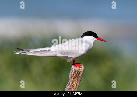 Arctic Tern (Sterna paradisaea) adult purched on a wooden post at Beadnell, Northumberland. June. Stock Photo