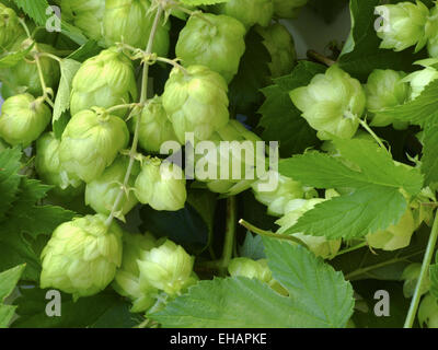 Hopfen / common hops (Humulus Lupulus) Stock Photo
