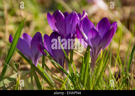 Purple Spring Crocuses in Grass Stock Photo