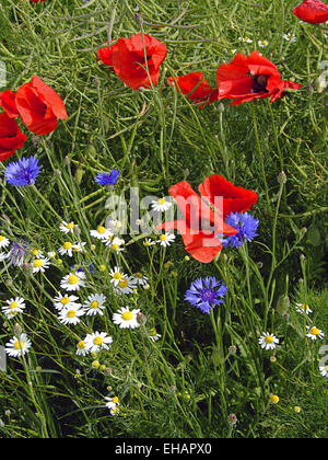 Blumenwiese Stock Photo