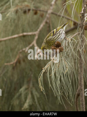 Female Eurasian siskin (Carduelis spinus). The siskin is a type of finch. It breeds in northern Europe, parts of Russia and east Stock Photo