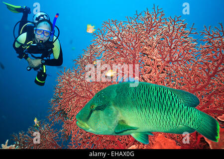 Scuba diver Stock Photo