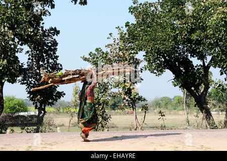 an Indian woman carrying a large bundle of firewood she has collected on her head Panna Chhatarpur Madhya Pradesh India Stock Photo