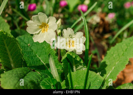 Wild Primroses, Primula vulgaris. Stock Photo