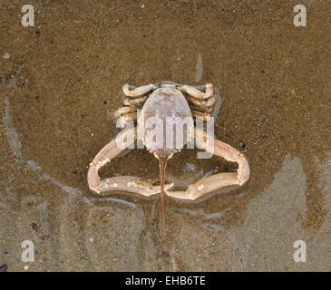 Masked Crab - Corystes cassivelaunus Stock Photo
