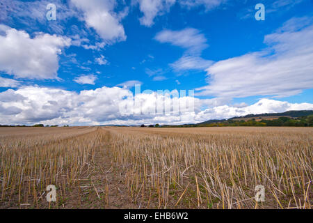 After the harvest, a wheatfield in Autumn, Shropshire, UK Stock Photo
