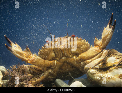 Velvet Swimming Crab - Necora puber Stock Photo