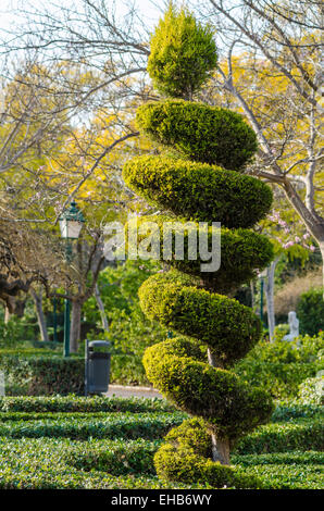 Tall elegantly trimmed tree in a park Stock Photo