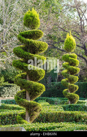 Tall elegantly trimmed trees in a park Stock Photo