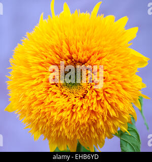 Striking Impressive Teddy Bear Sunflower Head Jane Ann Butler Photography JABP645 Stock Photo