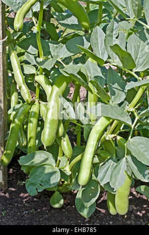 Close up of ripe Broad Bean pods variety Meteor Vroma growing on plant in summer sunshine, domestic garden, England UK Stock Photo