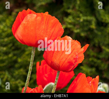 Close-up of bright orange red oriental poppies in flower in garden against background of green evergreen shrub, England UK Stock Photo
