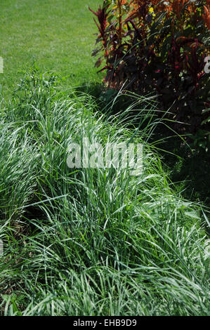 Tall wheatgrass Stock Photo