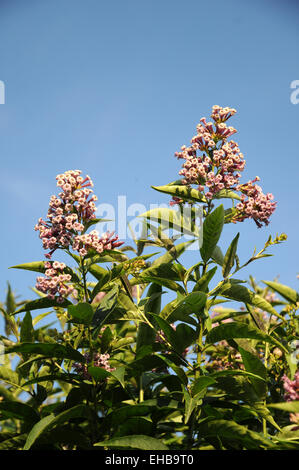 Red cestrum Stock Photo