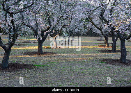 Madrid, Spain. 10th Mar, 2015. Sunny weather and warm temperatures have caused almond trees to flower earlier this year, announcing the arrival of spring season in Madrid, Spain. Credit:  Marcos del Mazo/Alamy Live News Stock Photo