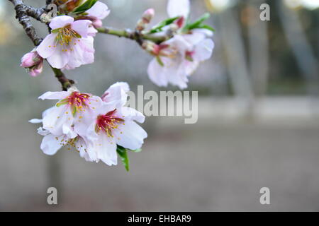 Madrid, Spain. 10th Mar, 2015. Sunny weather and warm temperatures have caused almond trees to flower earlier this year, announcing the arrival of spring season in Madrid, Spain. Credit:  Marcos del Mazo/Alamy Live News Stock Photo