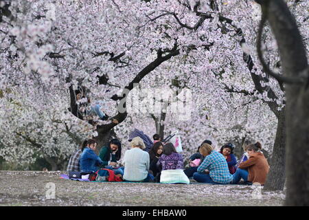 Madrid, Spain. 10th Mar, 2015. Sunny weather and warm temperatures have caused almond trees to flower earlier this year, announcing the arrival of spring season in Madrid, Spain. Credit:  Marcos del Mazo/Alamy Live News Stock Photo