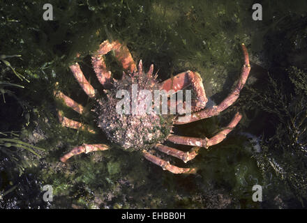 Common Spider Crab - Maja squinado Stock Photo