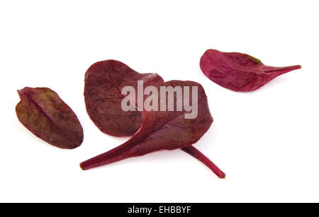 Purple lettuce leaves on a white background Stock Photo