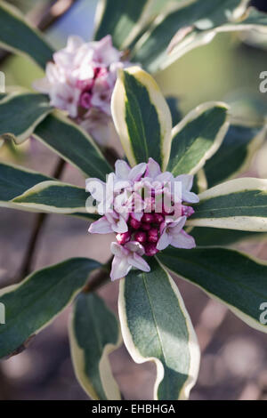 Daphne odora 'Rebecca' flower. Stock Photo