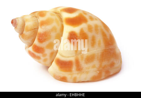 Snail shell over white background Stock Photo