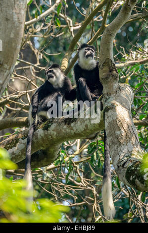 Two mantled guerezas watch from up a tree. Also called Abyssinian black and white colobus and magistrate colobus. Stock Photo