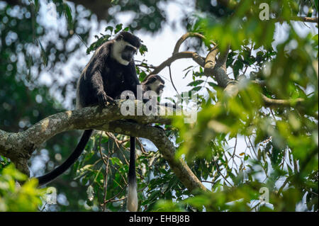 A black and white (Abyssinian) colobus monkey (mantled guereza) and her offspring up a tree. Stock Photo