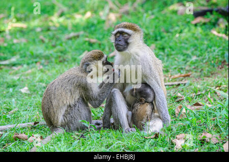 Bliss: adult female a vervet monkey being groomed with her offspring clinging to her. Stock Photo