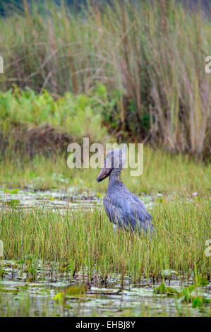 A shoebill, whalehead or shoe-billed stork stood absolutely still in Mabamba Swamp, Uganda. Vertical format with copyspace. Stock Photo