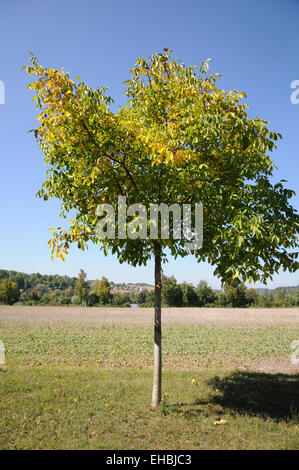 Walnut tree Stock Photo