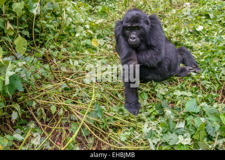 Adult a female mountain gorilla (G. beringei beringei) in a small clearing amongst vegetation in Bwindi Forest, Uganda. Stock Photo