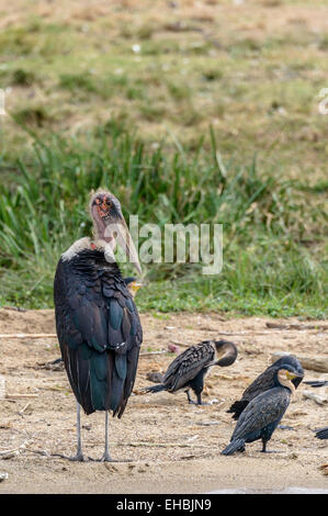 A marabou stork undertaker bird stands near cormorants on a lake shore in Uganda. Vertical format with copyspace. Stock Photo