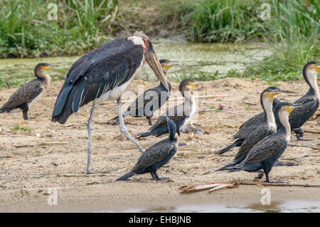 A marabou stork undertaker bird walks amongst cormorants on the shore of Lake Edward, Uganda. Stock Photo