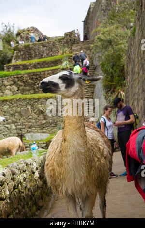 Machu Picchu, Cusco Region, Urubamba Province, Machupicchu District, Peru Stock Photo