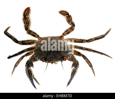 Velvet Swimming Crab - Necora puber Stock Photo