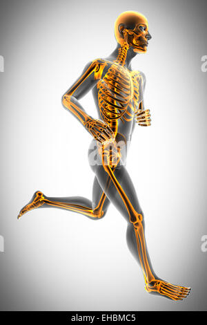 human bones radiography scan image Stock Photo