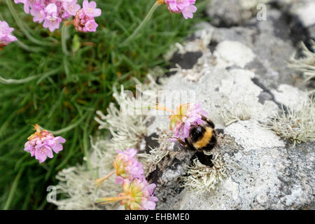 Bumble bee pollinating whilst feeding on nectar in Thrift or Sea Pink flower (Armeria maritima) growing by rocks. Scotland, UK Stock Photo