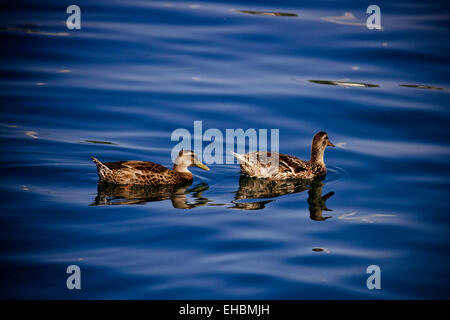Two ducks floating on blue water surface Stock Photo