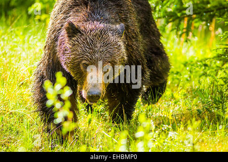 A male Grizzly bear munches on dandelions while walking through a meadow in the Banff National Park, Alberta Stock Photo