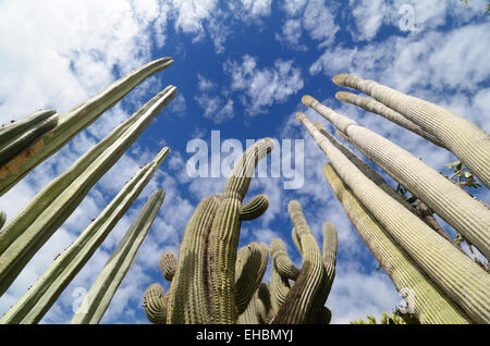 Cacti or Cactus in the Exotic Gardens or Jardin Exotique de Monaco Botanical Garden Monaco Stock Photo