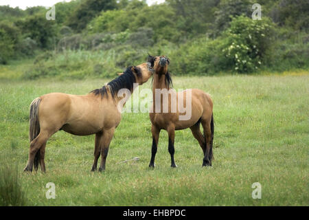 Henson horses Stock Photo